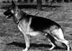 Small picture of VA Natan von der Pelztierfarm