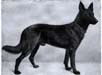 Small picture of SGR Roland von Starkenburg