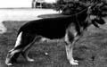 Small picture of VA Basko von der Kahler Heide