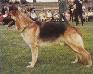 Small picture of VA Dido von der Werther K�nigsallee