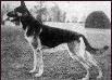 Small picture of VA Dolf D�sternbrock