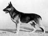 Small picture of VA Pfeffer von Bern