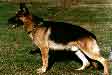 Small picture of VA1 Dingo vom Haus Gero