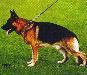 Small picture of VA1 Kimon van Dan Alhedy's Hoeve