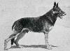 Small picture of VA Erich vom Grafenwerth