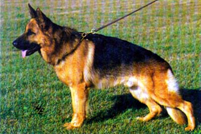 Large picture of V32 UNIVERSAL SIEGER Lasso vom K�mpchen