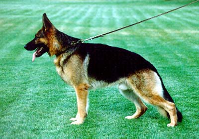 Large picture of V Nastor vom Wolfsburger Schlo�